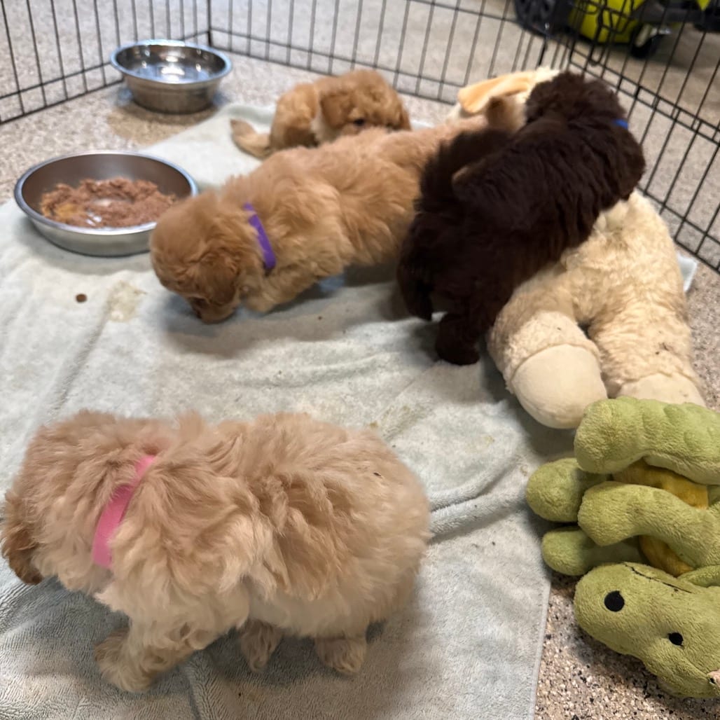 Photo of Guppy, adoptable Poodle in West Chester, Pennsylvania