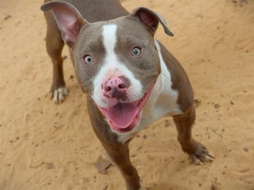 Photo of Prada, adoptable American Staffordshire Terrier in Tallahassee, Florida