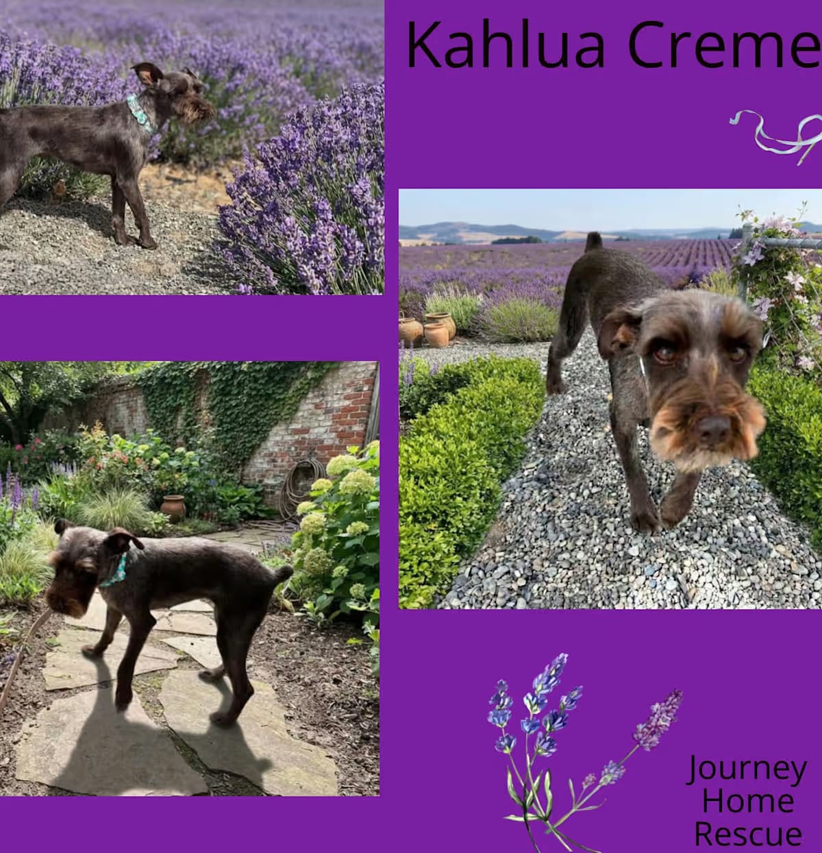 Photo of Kahula Cream, adoptable Schnauzer (Miniature) in E Wenatchee, Washington