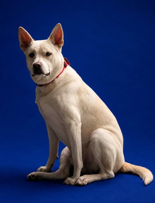 Photo of Thor, adoptable Husky in Sanford, Florida