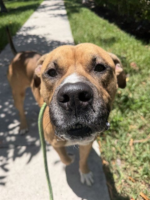 Photo of Biff, adoptable American Bulldog in Miami, Florida