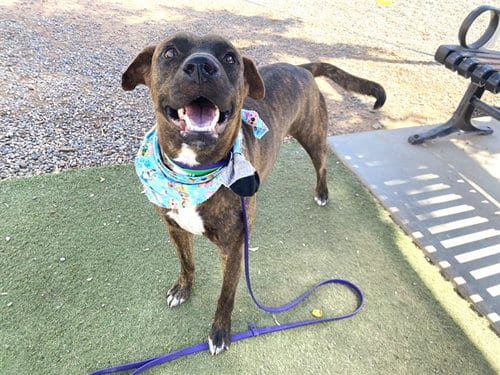 Photo of Glaze Donut, adoptable American Pit Bull Terrier in Phoenix, Arizona