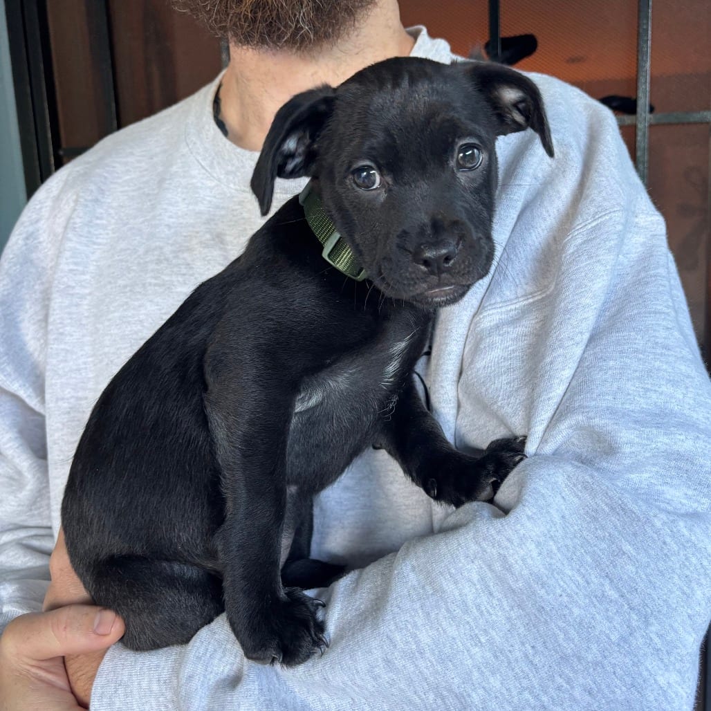 Photo of Olive - Costa Mesa Location, adoptable Retriever, Labrador / Mix