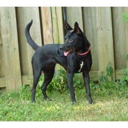 Photo of Bailie, adoptable Labrador Retriever Australian Cattle Dog in Medfield, Massachusetts