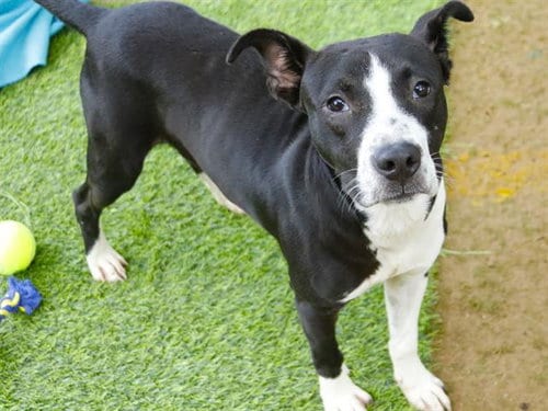 Photo of Stanley, adoptable Labrador Retriever in Tallahassee, Florida