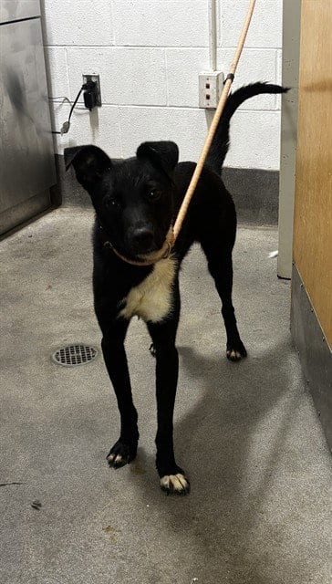 Photo of Cypress, adoptable Labrador Retriever in Forestville, Maryland