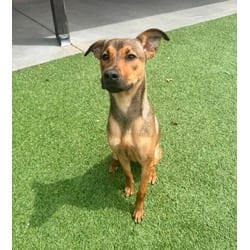 Photo of Poppy, adoptable Mixed Breed (Medium) in Baton Rouge, Louisiana
