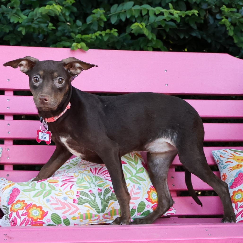 Photo of Lyra, adoptable Feist in Wake Forest, North Carolina
