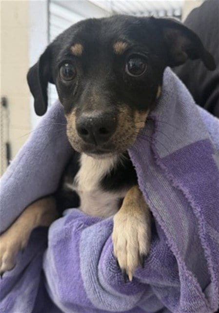 Photo of Pickle, adoptable Chihuahua in San Bernardino, California