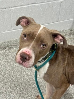 Photo of Crowd Surfer, adoptable dog in Baltimore, Maryland