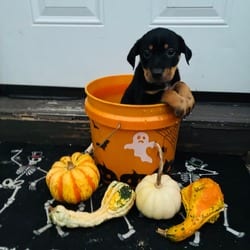 Photo of Donna, adoptable Shepherd (Unknown Type) Mixed Breed (Medium) in Frederick, Maryland