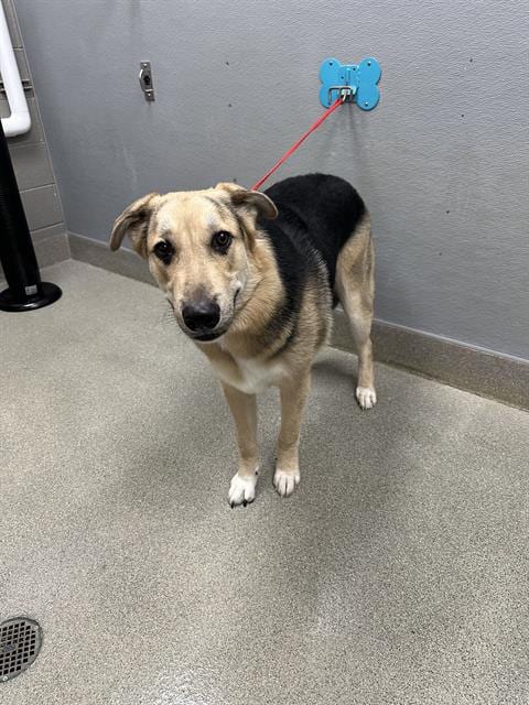 Photo of Ace, adoptable Labrador Retriever in Las Vegas, Nevada