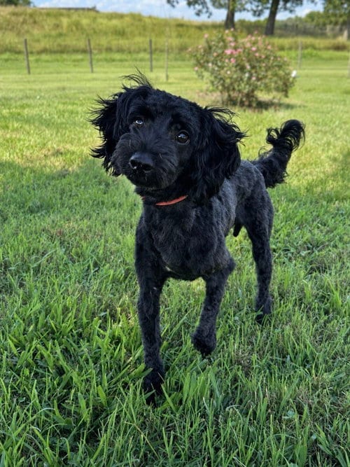 Photo of J-Hope Jul 26, adoptable Poodle (Miniature) in Pacolet, South Carolina