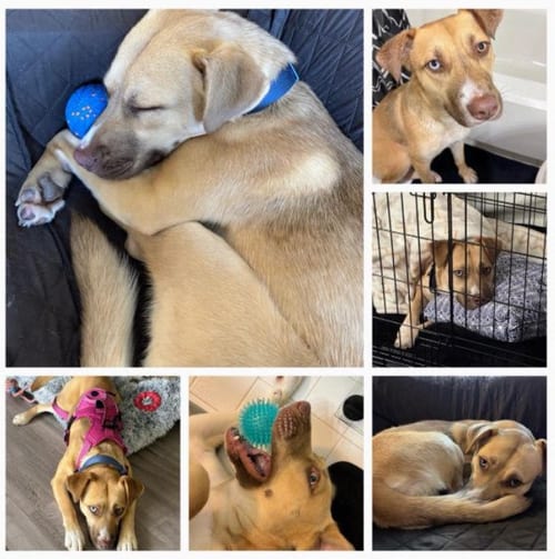 Photo of Luna C, adoptable Husky in Baltimore, Maryland