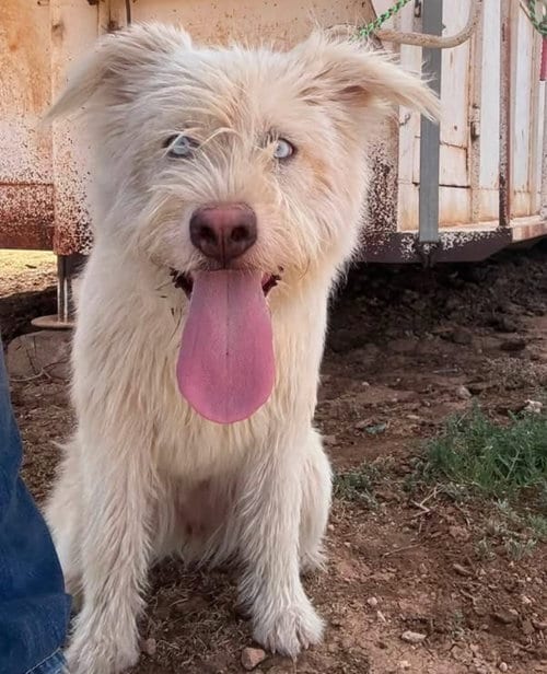 Photo of Dazzle, adoptable Sheep Dog in Grafton, Wisconsin