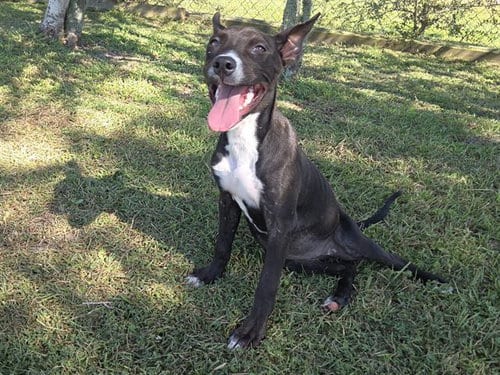 Photo of Fern, adoptable American Pit Bull Terrier in Panama City, Florida