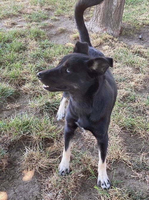 Photo of Sarah, adoptable Husky in Dana Point, California
