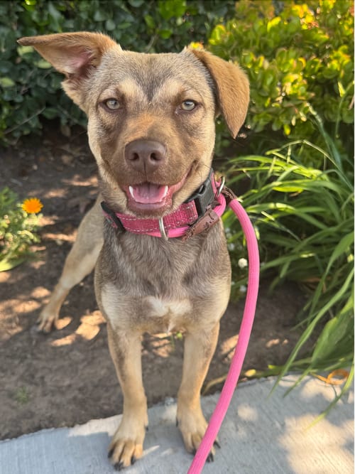 Photo of Spritz, adoptable Terrier in Newport Beach, California