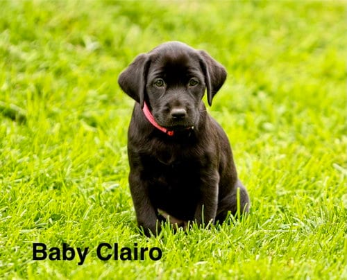 Photo of Baby Clairo, adoptable Labrador Retriever in Sandy, Utah