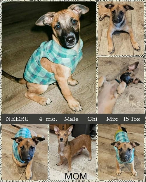 Photo of Neeru, adoptable Dachshund in Mesa, Arizona