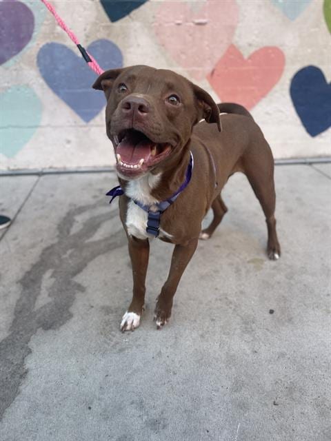 Photo of Ewing, adoptable Labrador Retriever in Charlotte, North Carolina