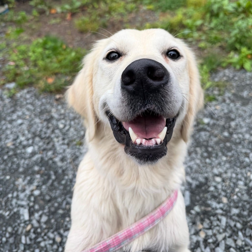 Photo of Iris-IN FOSTER, adoptable Retriever, Golden in Birdsboro, Pennsylvania