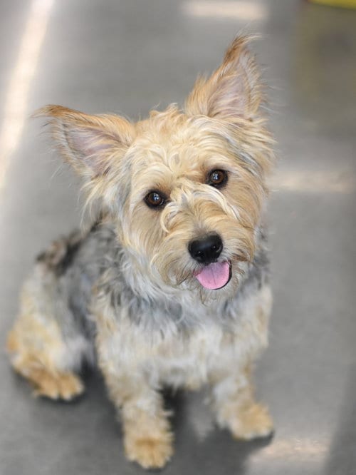 Photo of Benji, adoptable Silky Terrier in Montgomery, Texas