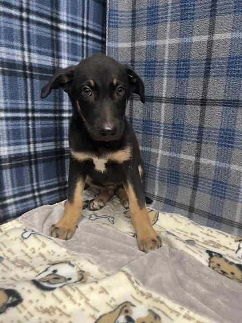 Photo of Holden, adoptable German Shepherd Dog in Rosenberg, Texas