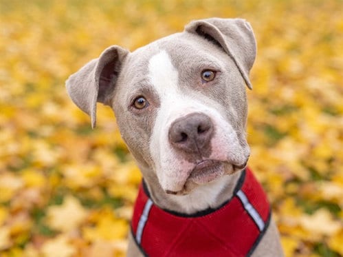 Photo of Cupid, adoptable Pit Bull Terrier in Denver, Colorado