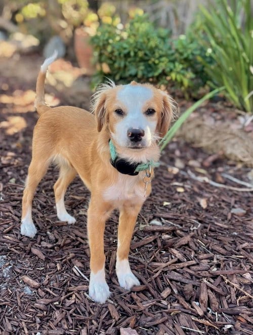 Photo of Atlas, adoptable Cavalier King Charles Spaniel in Romoland, California