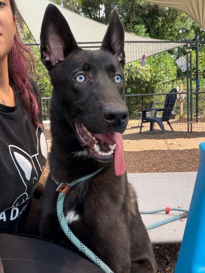 Photo of November, adoptable dog in Chamblee, Georgia