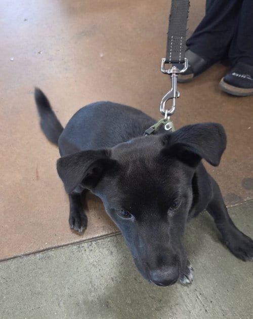 Photo of Smokey, adoptable Labrador Retriever in Van Nuys, California