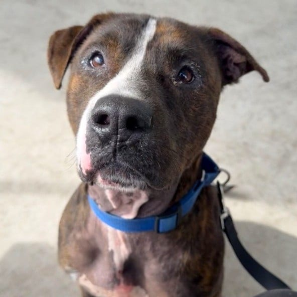 Photo of Dexter, adoptable dog in Palmetto, Florida