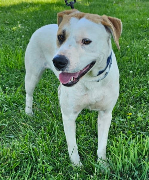 Photo of Mika, adoptable Australian Shepherd in Franklin, Tennessee