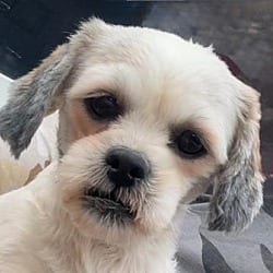 Photo of Mai Tai, adoptable Shih Tzu in Yorkville, Illinois