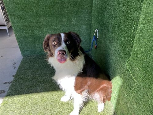 Photo of Ricky, adoptable Border Collie in Lancaster, California