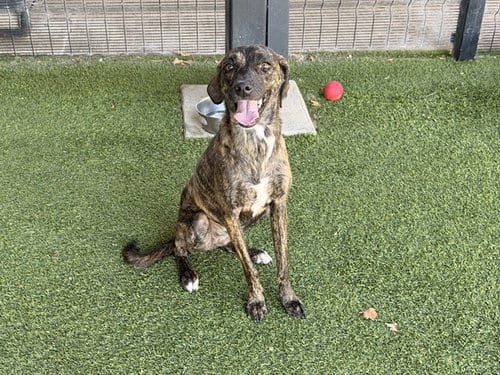 Photo of Clairo, adoptable Greyhound in Garland, Texas