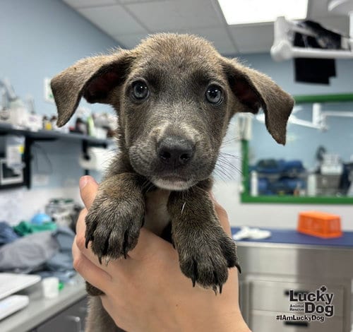 Photo of Pebble, adoptable Shepherd in Washington, District of Columbia