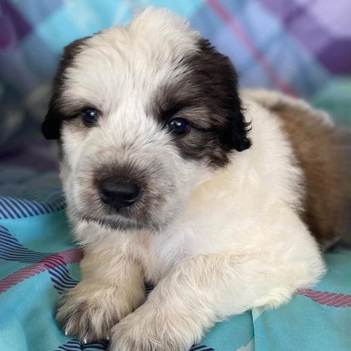 Photo of Monster's Inc Pup - Boo, adoptable Great Pyrenees in San Diego, California
