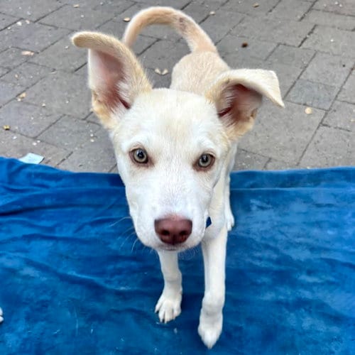 Photo of Stokes, adoptable Husky in Oakland, California