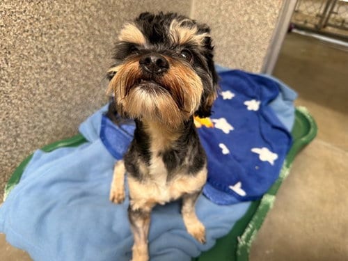 Photo of Moppet, adoptable Miniature Schnauzer in Santa Rosa, California