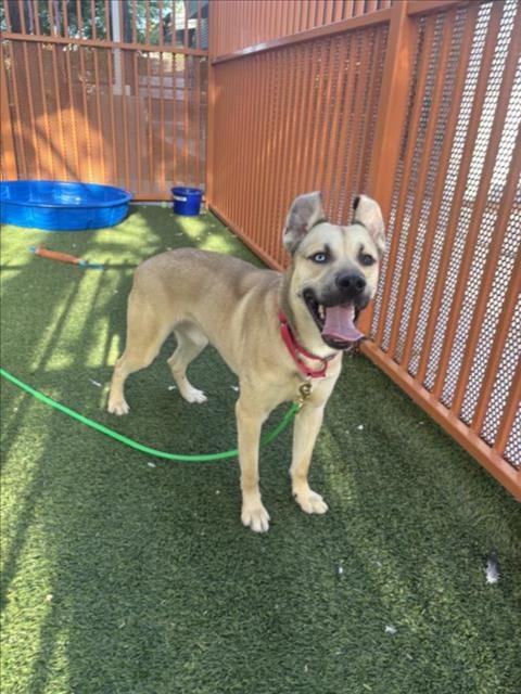 Photo of Hot Wheels, adoptable German Shepherd Dog in Las Vegas, Nevada