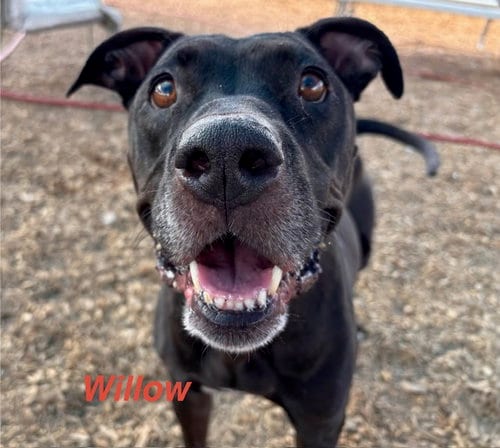 Photo of Willow, adoptable American Pit Bull Terrier in Albuquerque, New Mexico