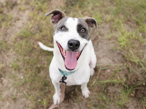 Photo of Rain, adoptable Labrador Retriever in Ocala, Florida