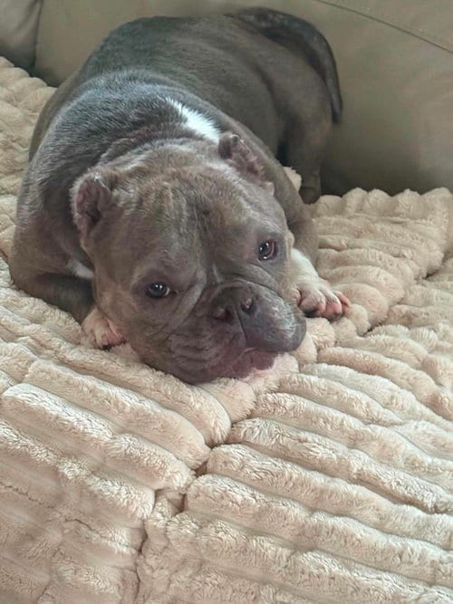 Photo of Coco (GA), adoptable French Bulldog in New York, New York