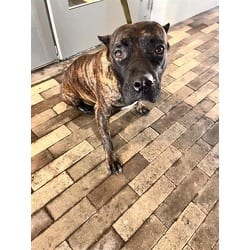 Photo of Bendi, adoptable Boxer in Doral, Florida