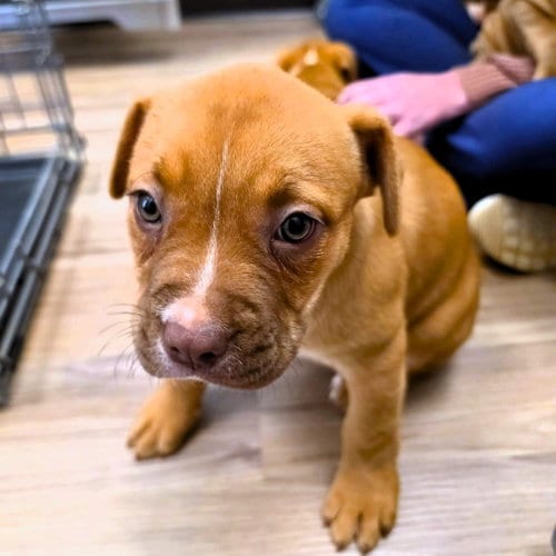 Photo of Joanne, adoptable Unknown breed in Shelburne, Vermont