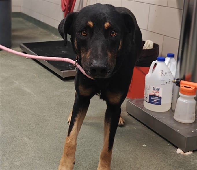 Photo of Senior Mixed Breed, adoptable Mixed Breed in Santa Fe, New Mexico