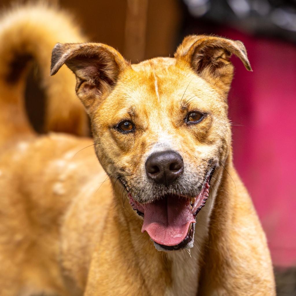 Photo of Ma'am (I have a Secret Crush!), adoptable Mixed Breed (Large) in Decatur, Georgia