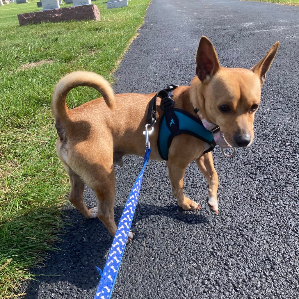 Photo of Alex, adoptable Chihuahua in Phoenix, Maryland